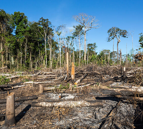 Sancionada a Lei de Crimes Ambientais no Brasil Sancionada a Lei de Crimes Ambientais no Brasil